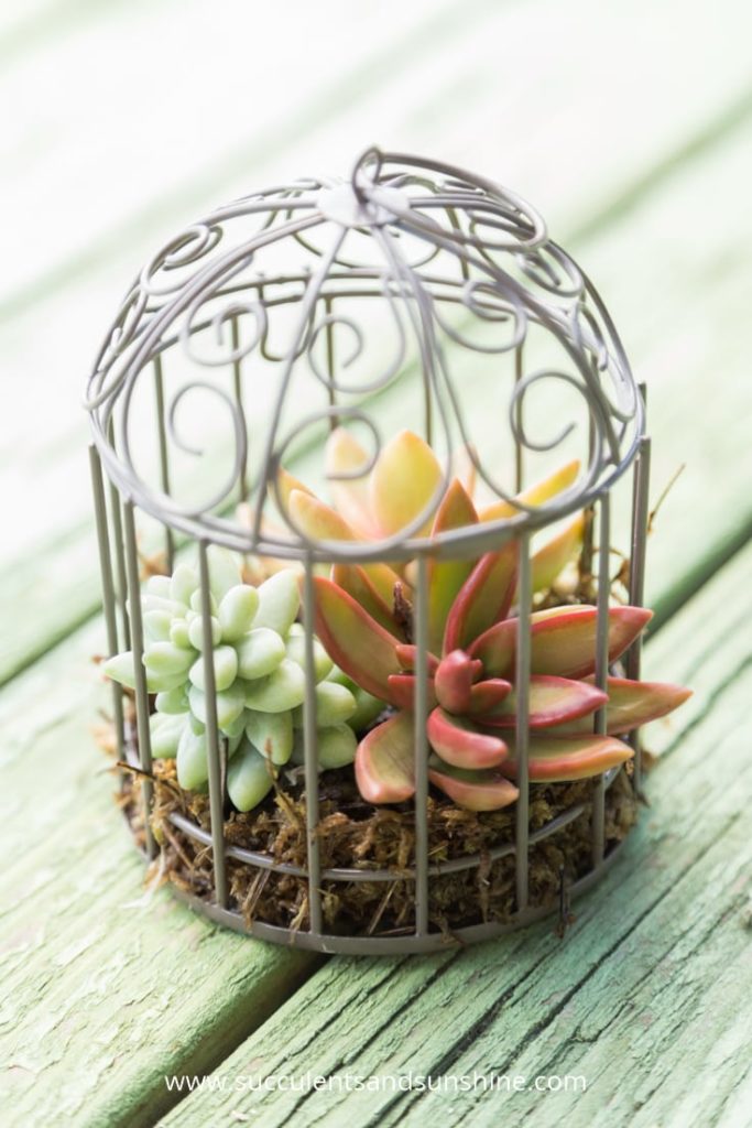 succulent birdcage planter workshop