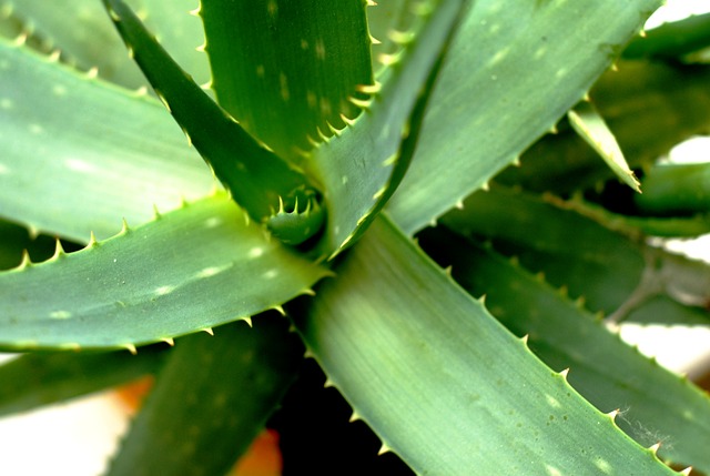 Aloe Vera for air purification
