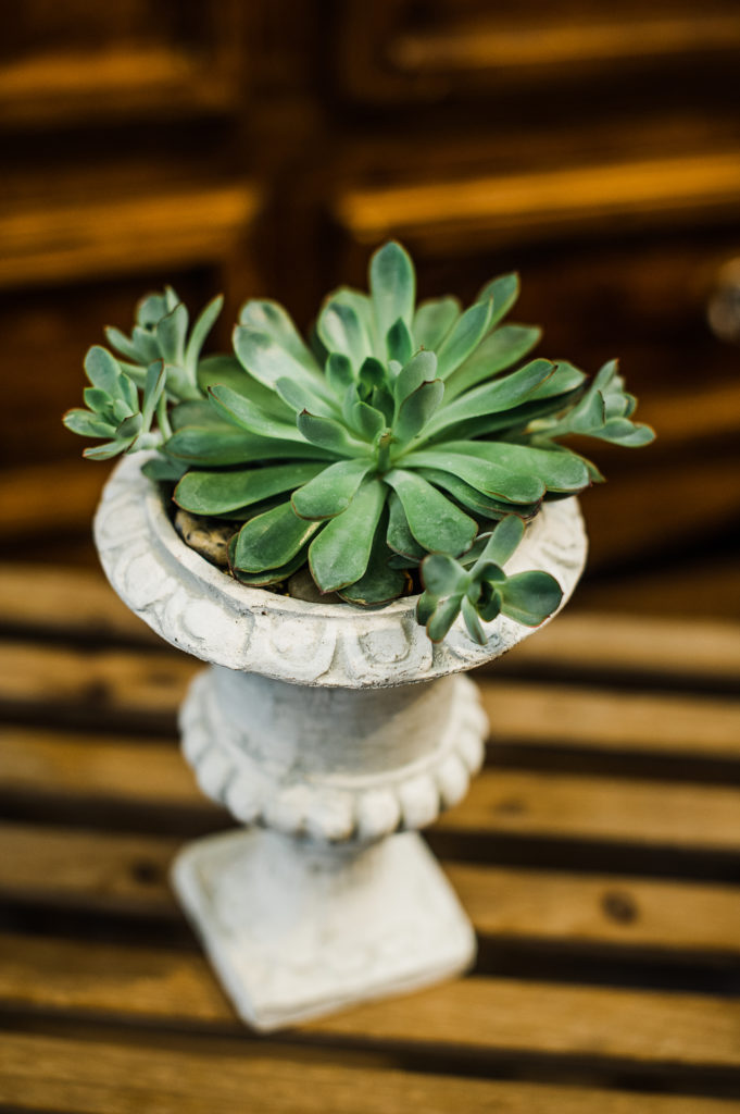 Tracy Connery Photography - Inspire Floral Boutique_ Flowers and Gifts succulents