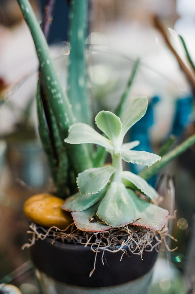 Tracy Connery Photography - Inspire Floral Boutique loving succulents