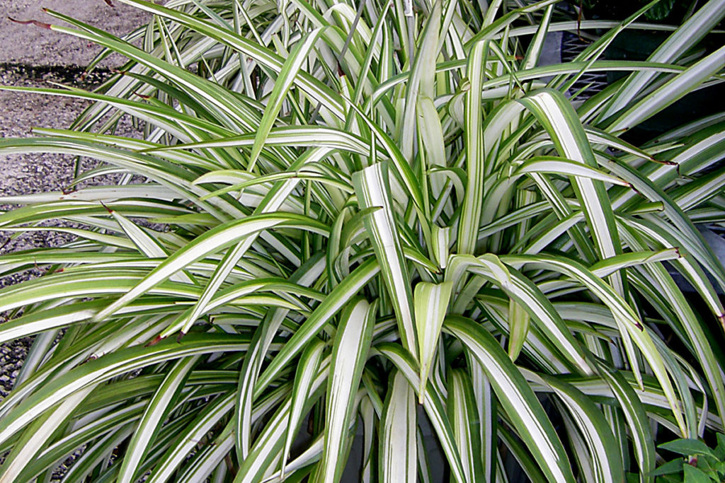 Spider plant for air purification