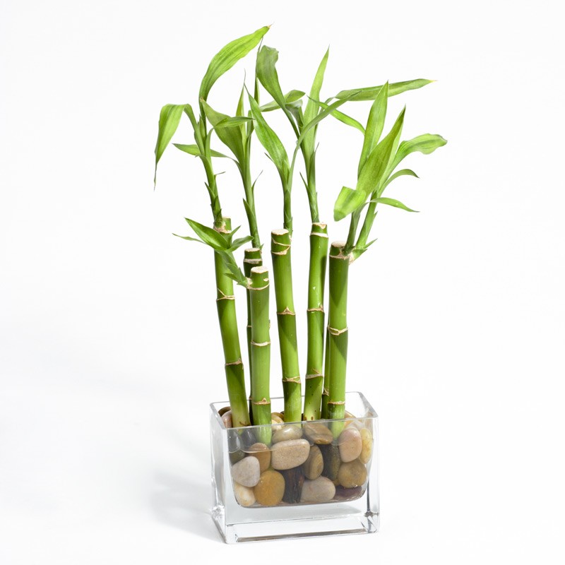 bamboo plant for air purification